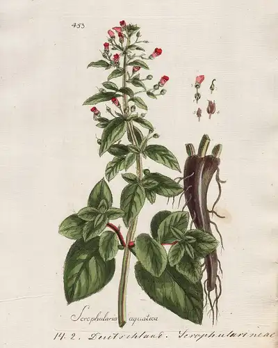 Scrophularia nodosa (Plate 105) - Knotige Braunwurz figwort / Heilpflanzen medicinal plants Kräuter Kräuterbuc