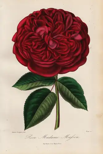 Rose Madame Masson - Rose Rosen roses flowers Blumen Botanik botanical botany