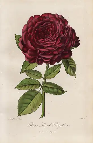 Rose Lord Raglan - Rose Rosen roses flowers Blumen Botanik botanical botany