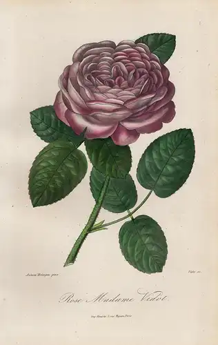 Rose Madame Vidot - rose Rosen roses flowers Blumen Botanik botanical botany