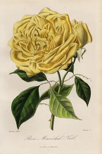 Rose Marechal Niel - Kletterrose rose Rosen roses flowers Blumen Botanik botanical botany