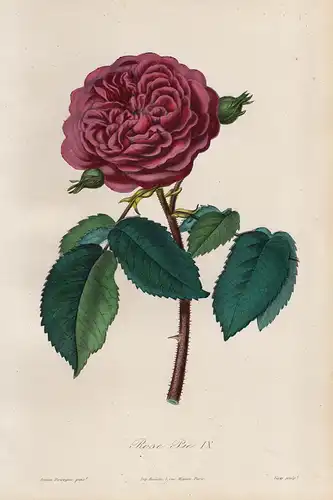 Rose Pie IX - Rose Rosen roses flowers Blumen Botanik botanical botany