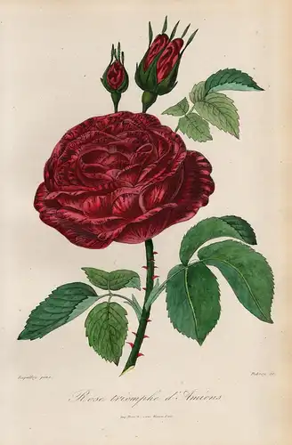 Rose triomphe d'Amiens - Rose Rosen roses flowers Blumen Botanik botanical botany