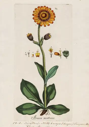 Arnica montana (Plate 75) - Arnika wolf's bane Bergwohlverleih / Heilpflanzen medicinal plants Kräuter Kräuter