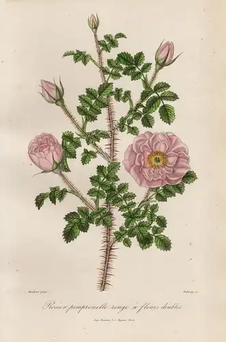 Rosier pimprenelle rouge a fleurs doubles - Bibernell-Rose Rose Rosen roses flowers Blumen Botanik botanical b