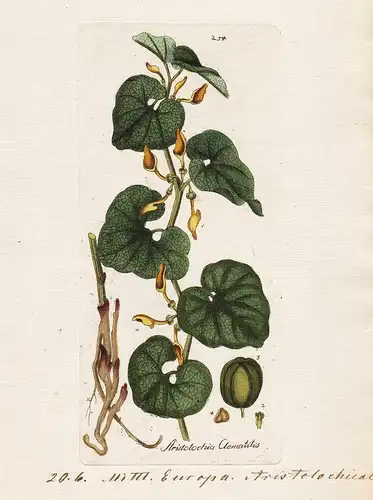 Aristotochia Clematitis (Plate 254) - birthwort Osterluzei / Heilpflanzen medicinal plants Kräuter Kräuterbuch