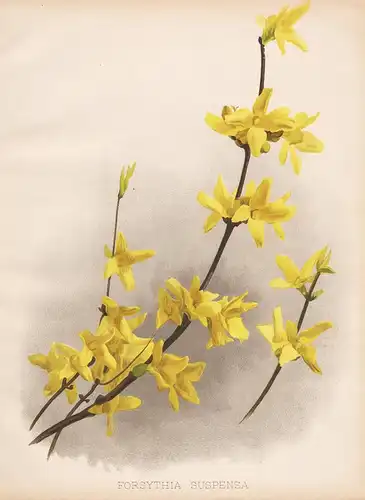 Forsythia suspensa - Forsythie China flowers Blume Blumen botanical Botanik Botany