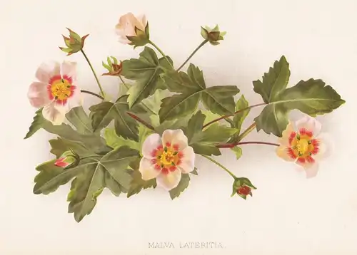 Malva Lateritia - Modiolastrum Malvaceae Brazil Brasil Brasilien flowers Blume Blumen botanical Botanik Botany