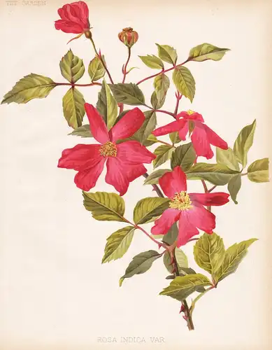 Rosa Indica var. - Rose Rosea flowers Blume Blumen botanical Botanik Botany