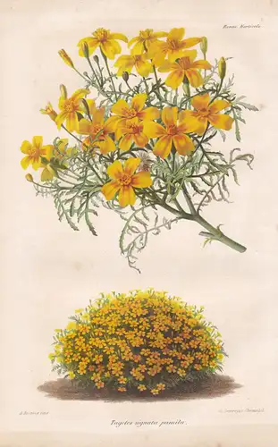 Tagetes signata pumila - Studentenblume marigolds Mexico Südamerika South America flowers Blume flower Botanik