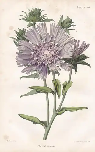 Stokesia cyanea - Kornblumenaster Aster Stokes' aster flowers Blume flower Botanik botany botanical