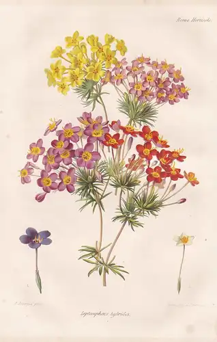 Leptosiphons Hybrides -  flowers Blume flower Botanik botany botanical