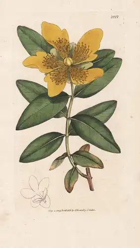 Hypericum calycinum - Johanniskraut Rose-of-Sharon Aaron's beard Austalia Australien Great Britan Pflanze plan