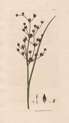 Juncus lampocarpus - Glieder-Binse jointleaf rush Juncus articulatus Pflanze plant flowers Blume flower Botani