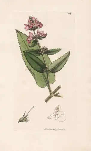 Stachys ambigua - Zweifelhafter Ziest Pflanze plant flowers Blume flower Botanik botany botanical