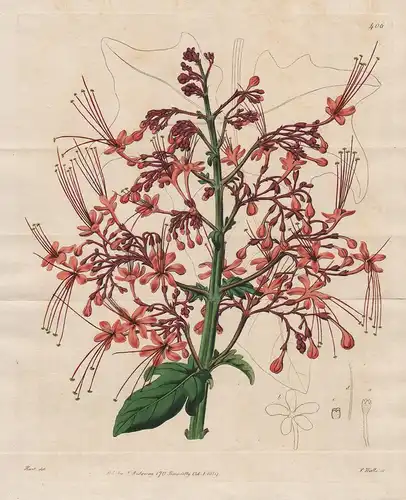 Clerodendron paniculatum -  Asia Asien India Indien flowers Blume flower Botanik botany botanical