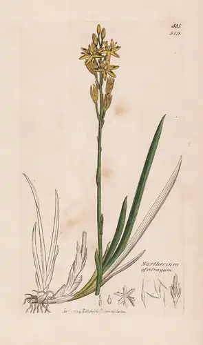 Narthecium ossifragum - Moorlilie Lilie lily Beinbrech bog asphodel Pflanze plant flowers Blume flower Botanik