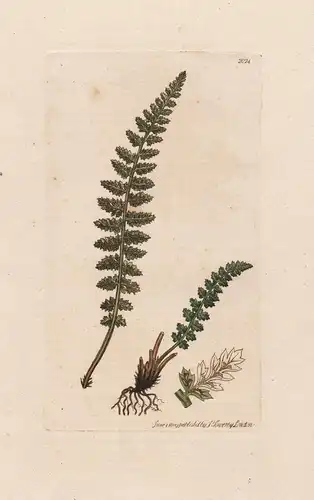 Aspidium fontanum - Jura-Streifenfarn Farne Farn spleenwort Pflanze plant flowers Blume flower Botanik botany