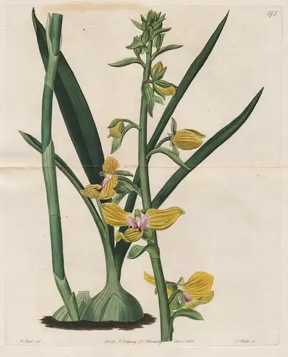 Eulophia speciosa (Lissochilus speciosus) -  Orchidee orchid  Ethiopia Saudi Arabien Jemen Africa Afrika flowe