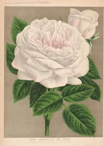 Rose Merveille de Lyon  -  rose Rose flower Blume Blumen botanical Botanik Botany