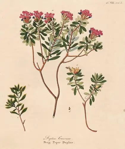 Daphne Cneorum - Rosmarin-Seidelbast garland flower rose daphne botanical Botanik Botany / from Afbeeldingen d