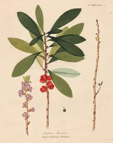 Daphne Mezereum - Seidelbast mezereon botanical Botanik Botany / from Afbeeldingen der fraaiste, meest uitheem