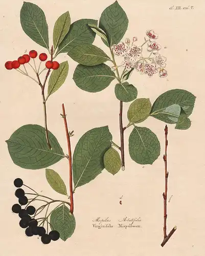 Mespilus Arbutifolia - Mispel medlar North America Nordamerika botanical Botanik Botany / from Afbeeldingen de