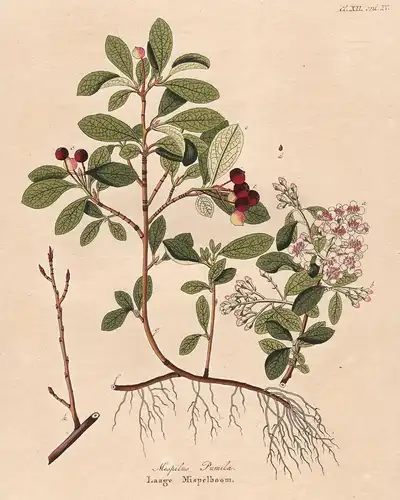 Mespilus Pumila - Mispel medlar North America Nordamerika botanical Botanik Botany / from Afbeeldingen der fra