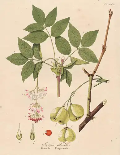 Staphylea Pinnata - Pimpernuss Klappernuss bladdernut Europa Europe botanical Botanik Botany / from Afbeelding