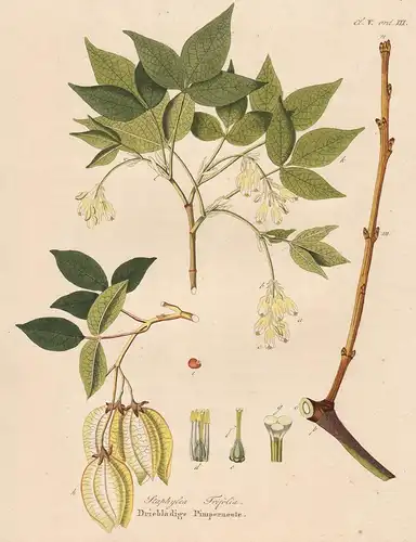 Staphylea Trifolia - Bladdernuss bladdernut North America Nordamerika botanical Botanik Botany / from Afbeeldi