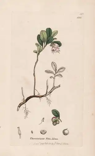 Vaccinium Vitis Idaea - Preiselbeere lingonberry Heidelbeere Blaubeere blueberry Bilberry Pflanze plant flower