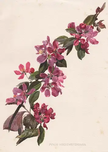 Pyrus Niedzwetzkyana - Birne pear flowers Blume Blumen botanical Botanik Botany