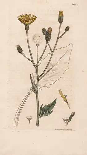 Hieracium maculatum - Habichtskraut hawkweed Pflanze plant flowers Blume flower Botanik botany botanical