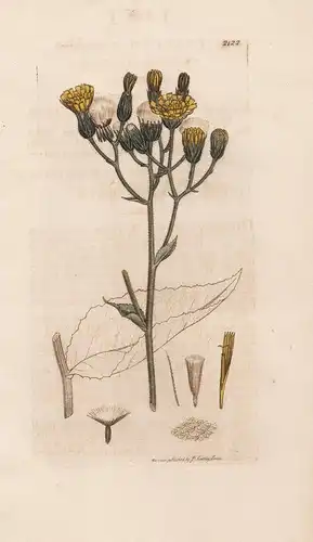 Hieracium denticulatum - Habichtskraut hawkweed Pflanze plant flowers Blume flower Botanik botany botanical