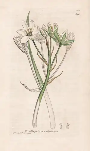 Ornithogalum umbellatum - Dolden-Milchstern garden star-of-Bethlehem Pflanze plant flowers Blume flower Botani