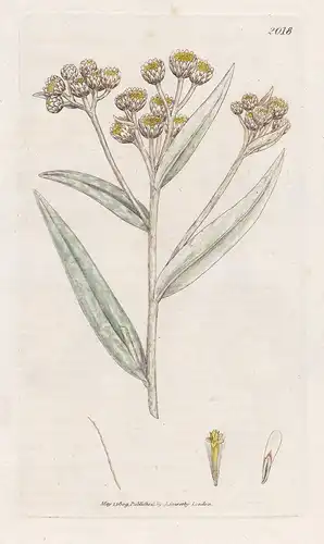 Gnaphalium margaritaceum - Großes Perlkörbchen Ruhrkräuter Pflanze plant flowers Blume flower Botanik botany b