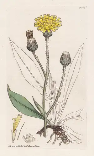 Hieracium Lawsoni - Habichtskraut hawkweed hierakion Pflanze plant flowers Blume flower Botanik botany botanic