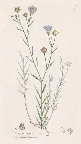 Linum angustifolium - Zweijähriger Lein pale flax Pflanze plant flowers Blume flower Botanik botany botanical