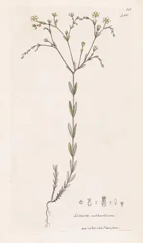 Linum catharticum - Purgier-Lein purging flax Pflanze plant flowers Blume flower Botanik botany botanical