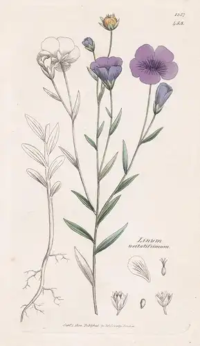 Linum usitatissimum - Lein Flachs blue flax Pflanze plant flowers Blume flower Botanik botany botanical