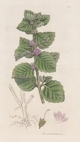Mentha agrestis - Acker-Minze mint Mentha arvensis Pflanze plant flowers Blume flower Botanik botany botanical
