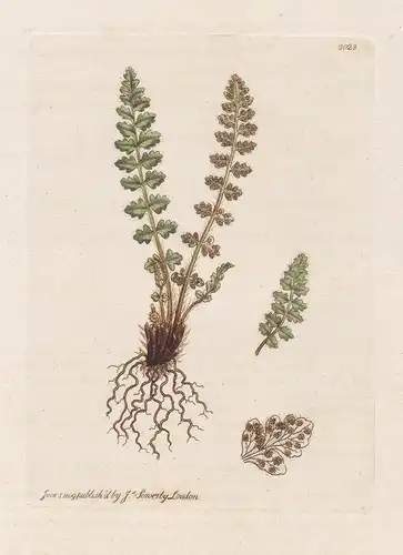 Polypodium hyperboreum - hyperborea Rostroter Wimperfarn Farn Woodsia ilvensis Pflanze plant flowers Blume flo