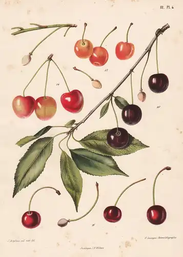 Goessche Kortsteel - Lucien Kers. - Ostheimer Weichsel Kers. - ... - Prunus Kirsche Weichsel cherry Obst fruit