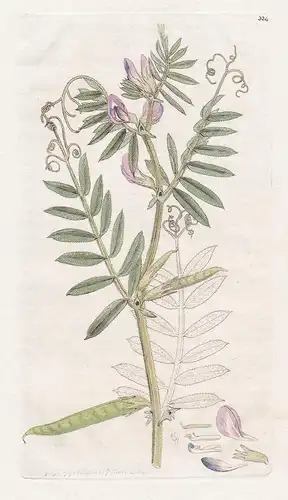 Vicia sativa - Futterwicke Saat-Wicke vetch Pflanze flowers Blume flower Botanik botany botanical