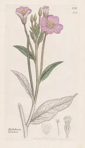 Epilobium hirsutum - Zottiges Weidenröschen great willowherb Pflanze plant flowers Blume flower Botanik botany