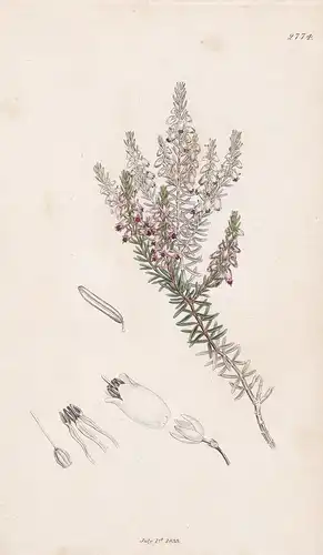 Erica Tetralix - Glocken-Heide cross-leaved heath Pflanze plant flowers Blume flower Botanik botany botanical