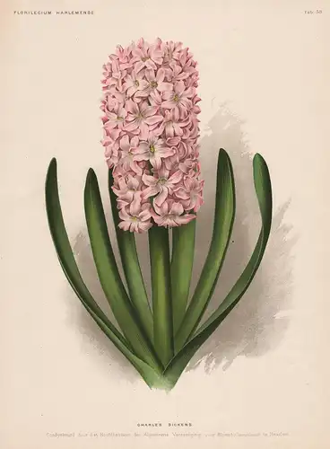 Charles Dickens - Hyazinthe Hyacinth flower Blume Blumen botanical Botanik Botany