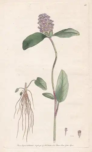 Prunella - Braunelle Brunelle self-heal heal-all Pflanze Heilpflanze medicinal plants flowers Blume flower Bot