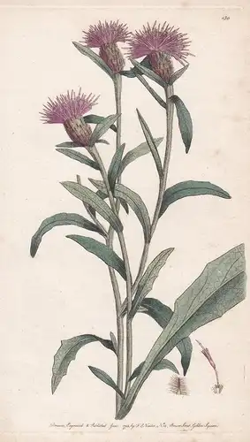 Centaurea - Flockenblume knapweed Pflanze Heilpflanze medicinal plants flowers Blume flower Botanik botany bot