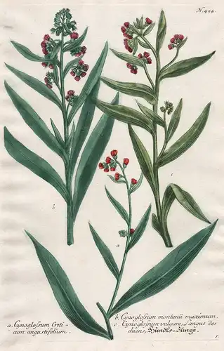 a. Cynoglossum Creticum angustifolium ... / N. 454 - Kretische Hundszunge Crete Kreta America Amerika Botanik